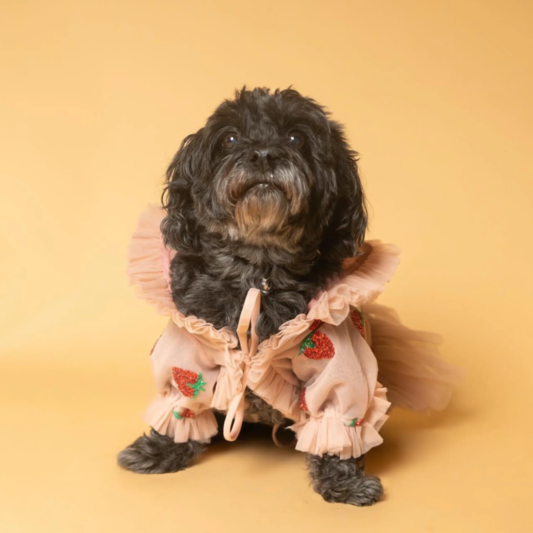 Strawberry Dress For Pets - Image 3