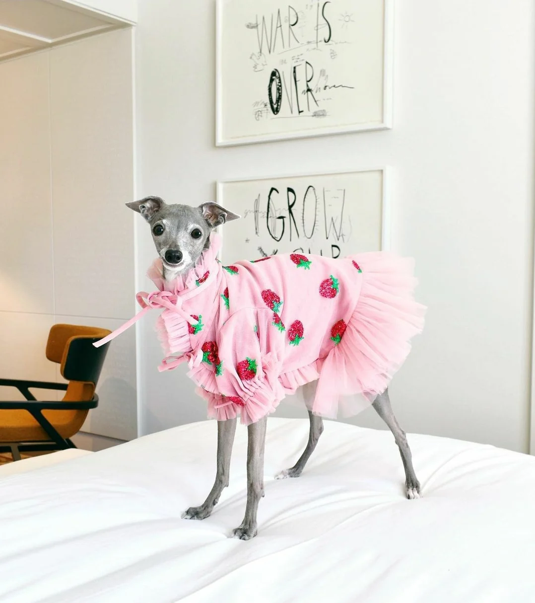 Strawberry Dress For Pets - Image 4